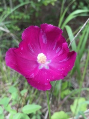 Callirhoe papaver