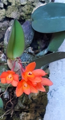 Cattleya cernua