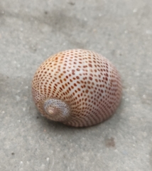 Naticarius stercusmuscarum