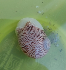 Naticarius stercusmuscarum