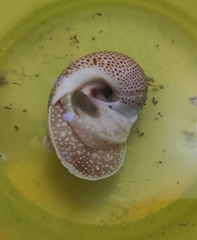 Naticarius stercusmuscarum