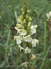 Pedicularis dolichorrhiza