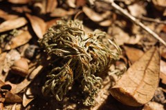 Selaginella acanthonota