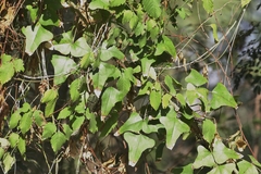 Erythrina herbacea