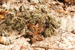 Selaginella acanthonota