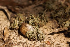 Selaginella acanthonota