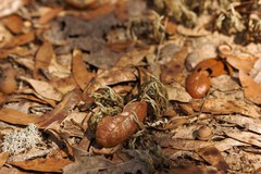 Selaginella acanthonota