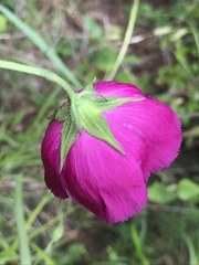 Callirhoe papaver