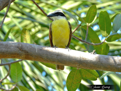 Pitangus sulphuratus