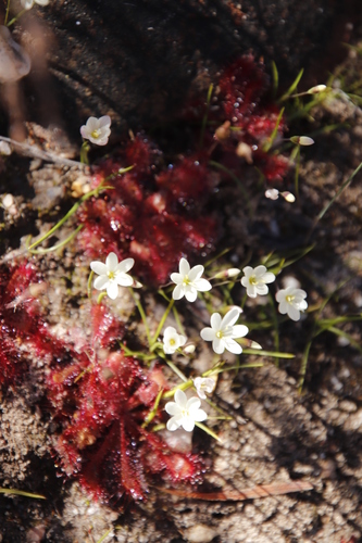 Geissorhiza minuta