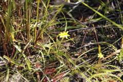 Pauridia gracilipes gracilipes