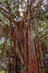 Ficus