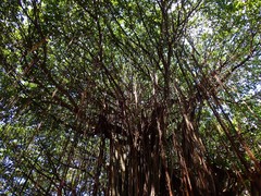 Ficus
