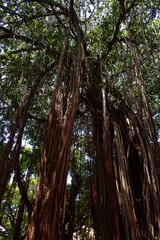 Ficus
