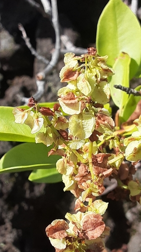Image of Rumex skottsbergii by (c) lauralaska66, some rights reserved (CC BY)