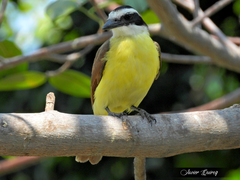 Pitangus sulphuratus