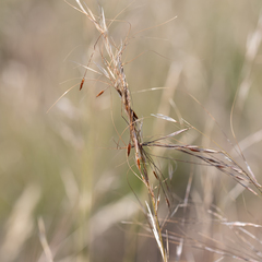 Austrostipa eremophila