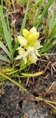 Disa albomagentea