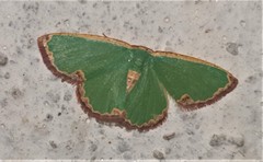 Heterorachis devocata