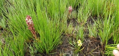 Disa albomagentea