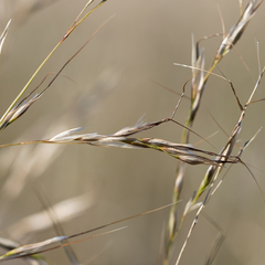 Austrostipa blackii