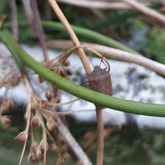 Caystrus pallidolimbatus