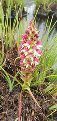 Disa albomagentea