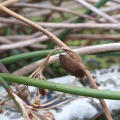 Caystrus pallidolimbatus