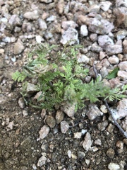 Torilis nodosa