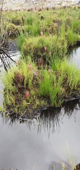 Disa albomagentea