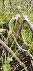 Disperis paludosa