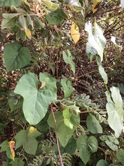 Ipomoea alba