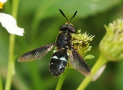 Hoplitimyia subalba