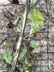 Dioscorea bulbifera