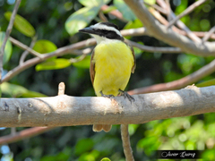 Pitangus sulphuratus