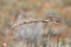 Austrostipa setacea