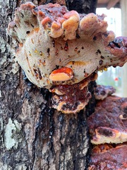 Inonotus quercustris