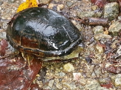 Kinosternon subrubrum subrubrum