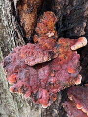 Inonotus quercustris