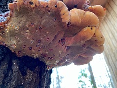 Inonotus quercustris