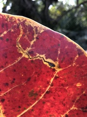 Enteucha basidactyla