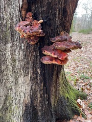 Inonotus quercustris