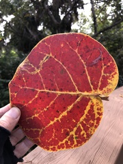 Enteucha basidactyla