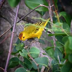 Setophaga petechia petechia