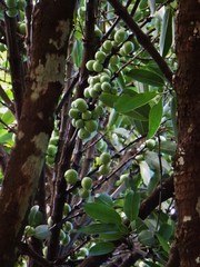 Garcinia xanthochymus