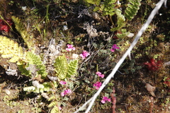 Indigofera humifusoides
