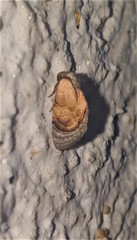 Paracroria griseocincta