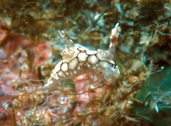 Trapania squama