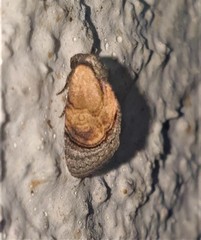 Paracroria griseocincta