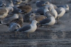 Larus argentatus